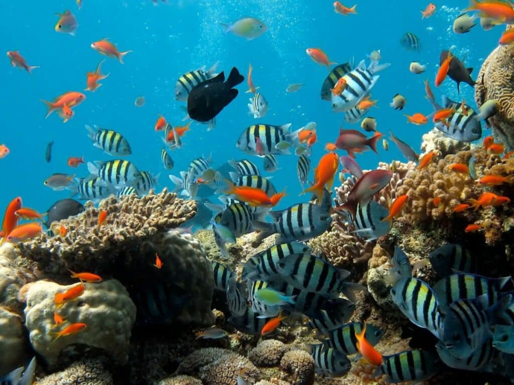 Lots of colourful fish in a tank