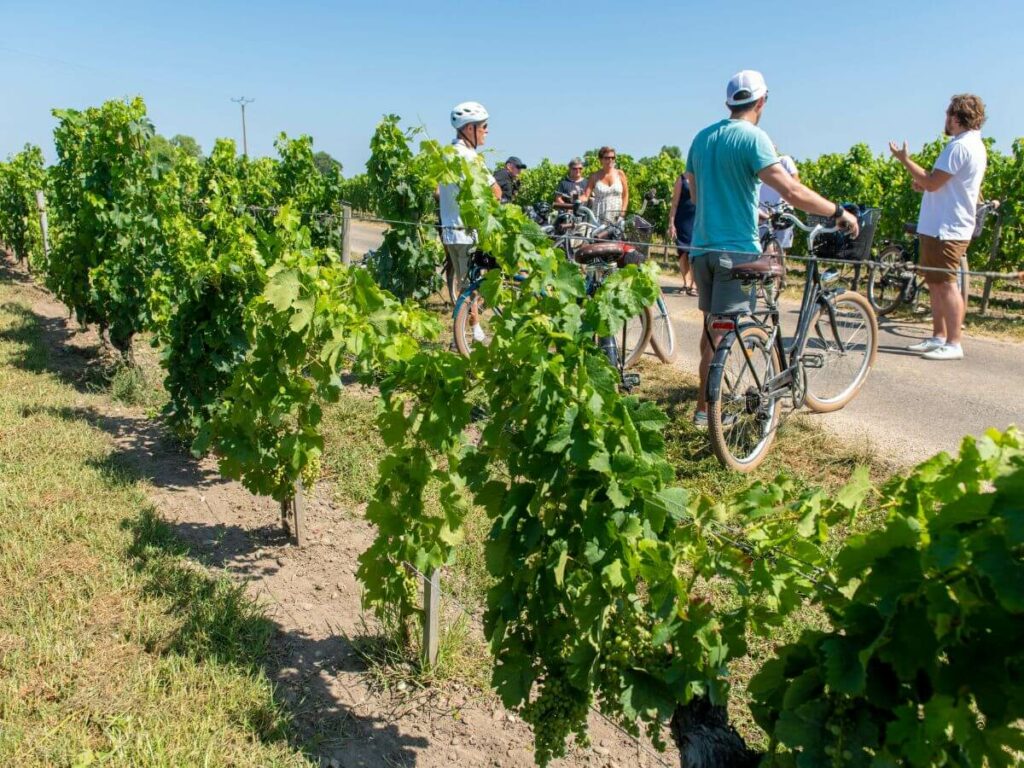 A group of people on bikes cycling through vineyards on one of the best Bordeaux wine tours.