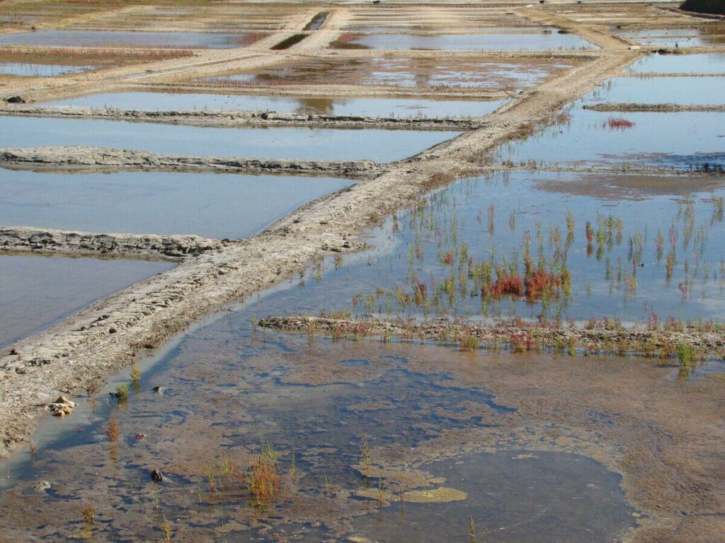 Salt marshes at the Port des Salines in France