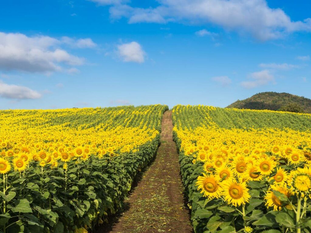 A field of sunflowers in the French countryside