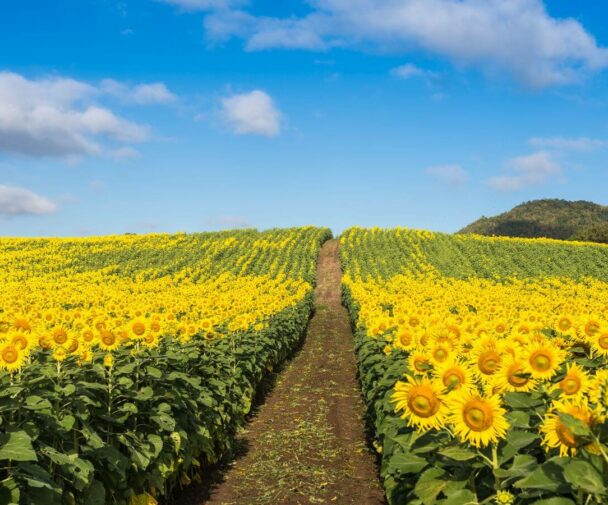 A field of sunflowers in the French countryside