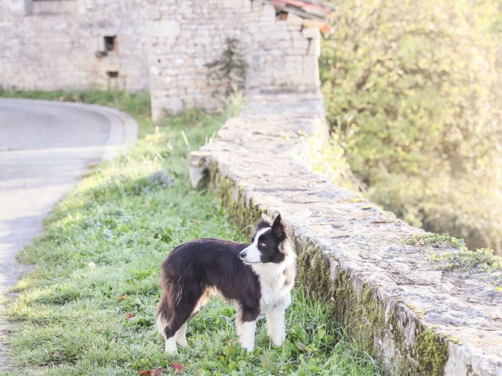 A black and white border collie standing by a stone wall in France