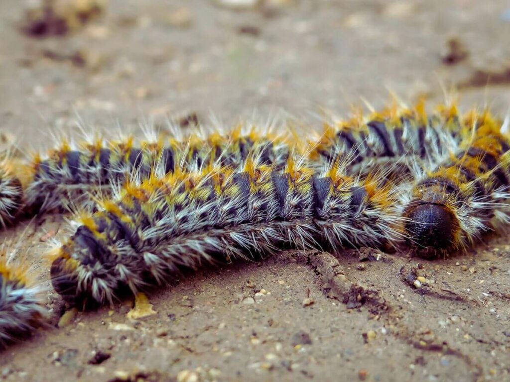 Yellow and grey caterpillars