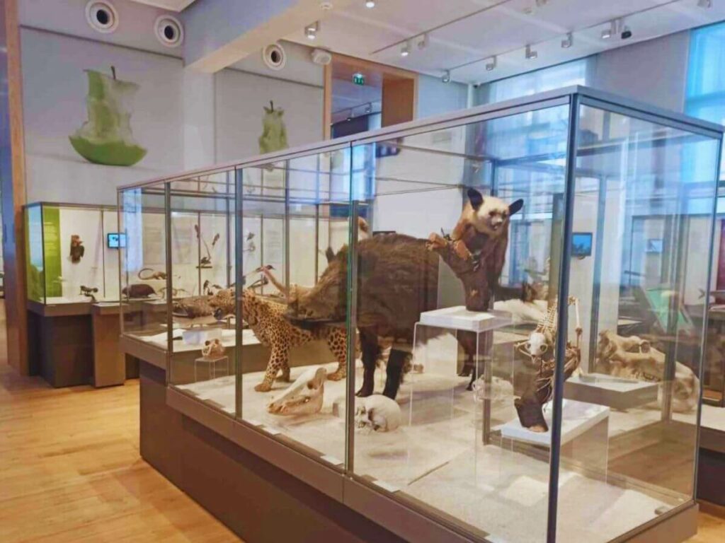 A glass cabinet with a stuffed animal in a museum in Bordeaux