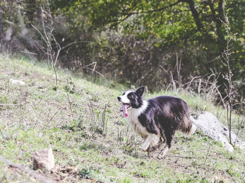 A border collie running across a grass field in the Charente in France