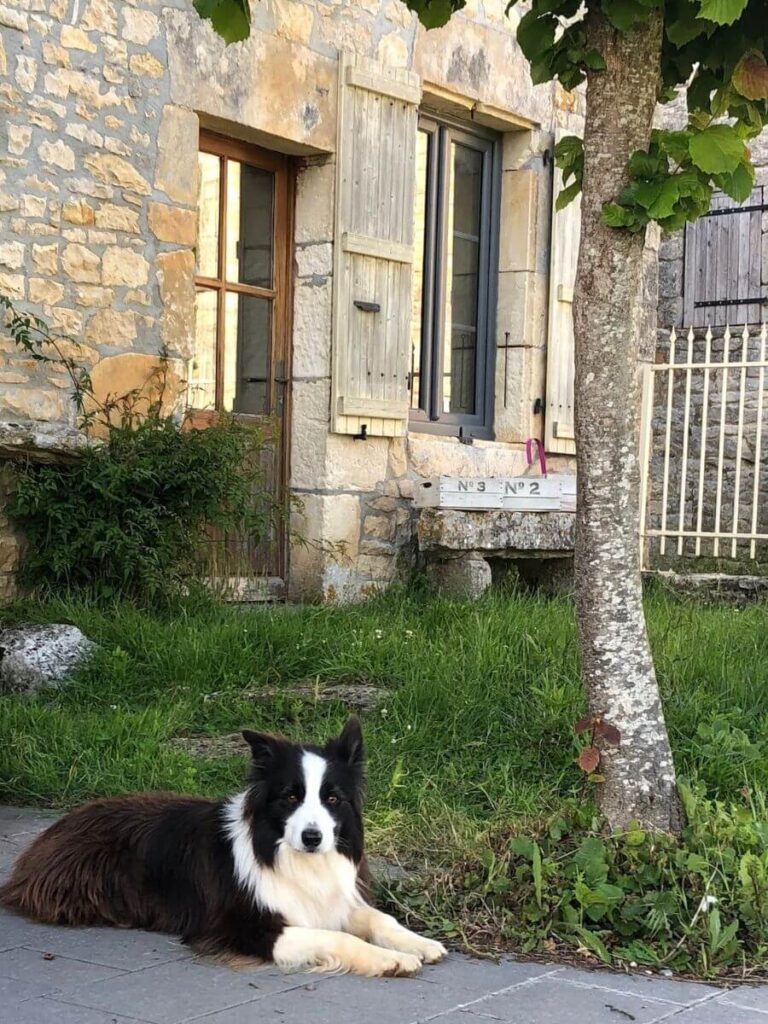 A black and white border collie lying on a patio in a garden in France with a stone house in the background