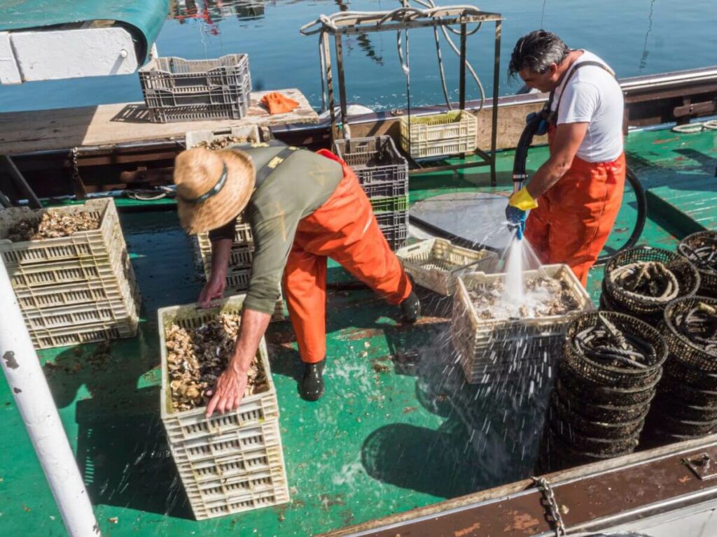 Two fisherman on a boat going through fishing nets