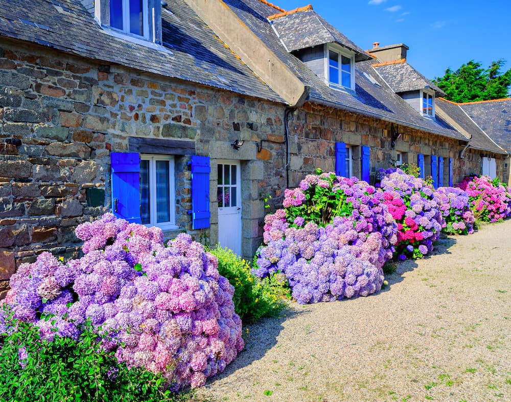 Traditional french cottage with blue shutters and beautiful purple flowers against the stonework.