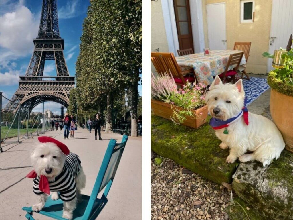 A westie dog in front of the Eiffel Tower and in sat in a French garden