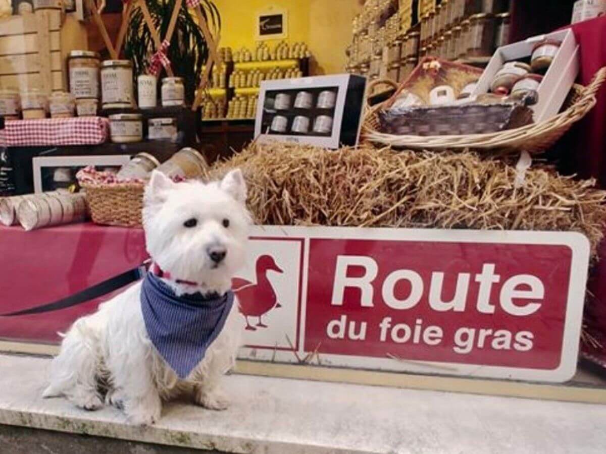 A westie dog sat outside a shop in France