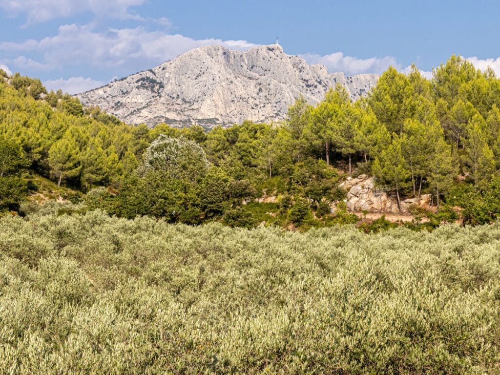 A picturesque landscape showcasing the Sainte-Victoire Mountain Range under a bright blue sky, with a foreground of silver-green olive groves and dense Mediterranean scrub, alluding to the rich natural tapestry of the Provence region.