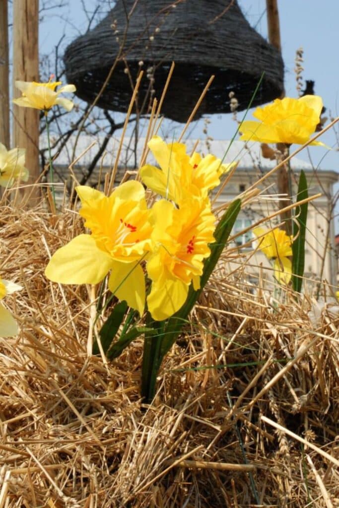Bright yellow daffodils blooming amidst straw decorations, symbolizing the arrival of spring and the "flying bells" Easter tradition in France.