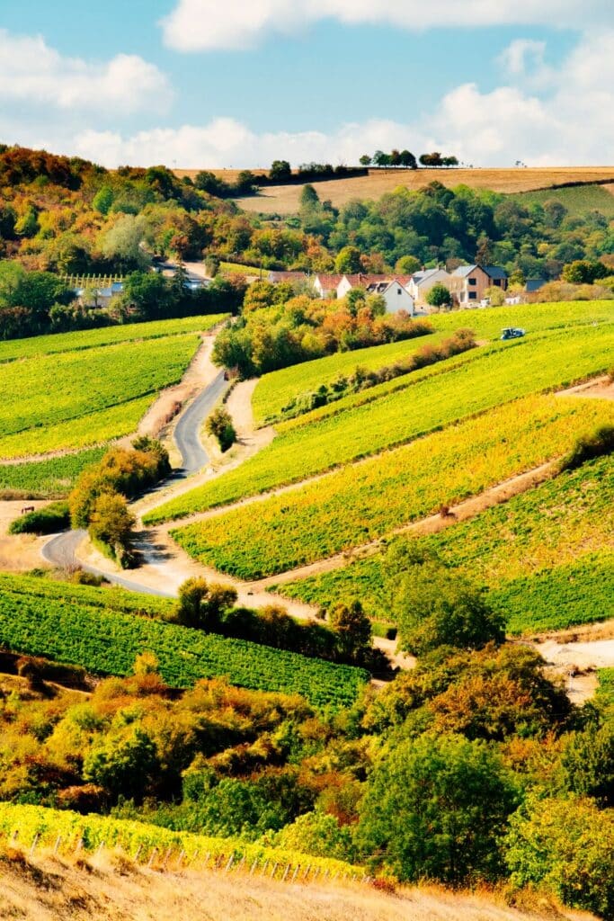Rolling vineyards of Sancerre in the Loire Valley, with a winding road cutting through the lush green and golden grapevines, and small village houses nestled in the picturesque countryside under a clear sky.