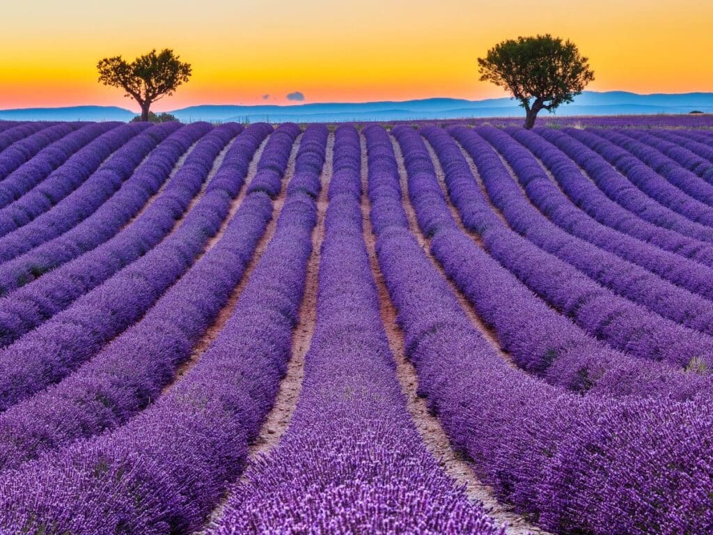 Lavender fields under a sunset sky with silhouetted trees on the horizon.