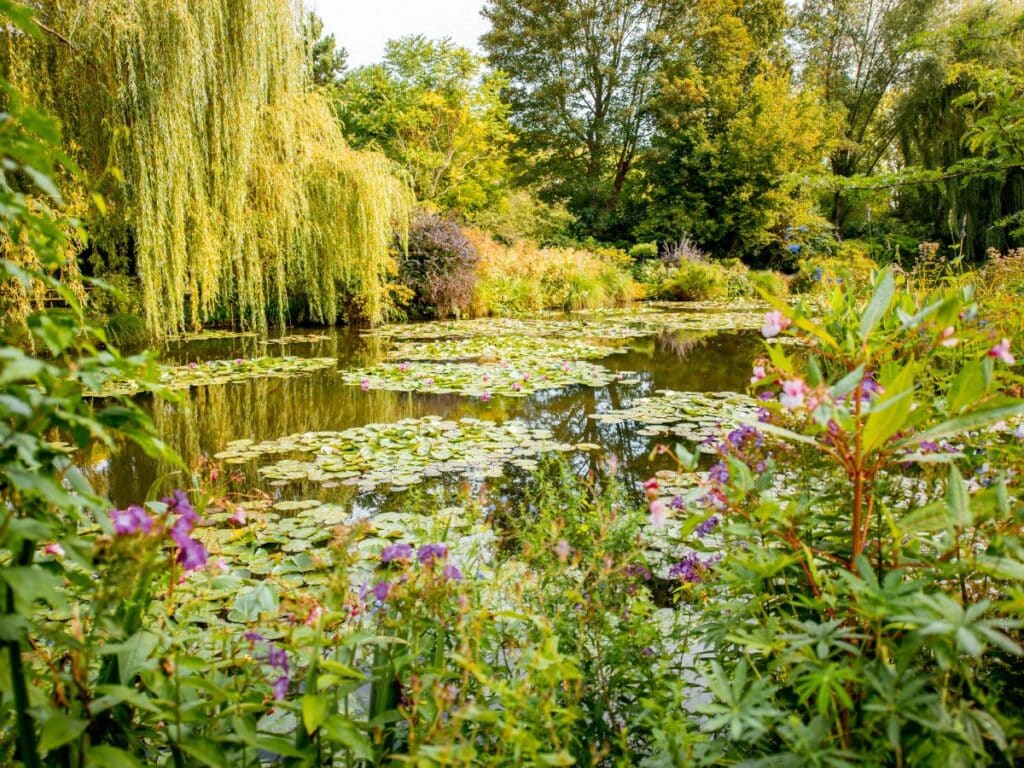 Pond with water lilies and willows in a serene garden.