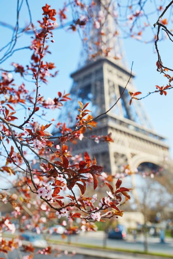 Cherry blossoms with the Eiffel Tower in the backdrop.