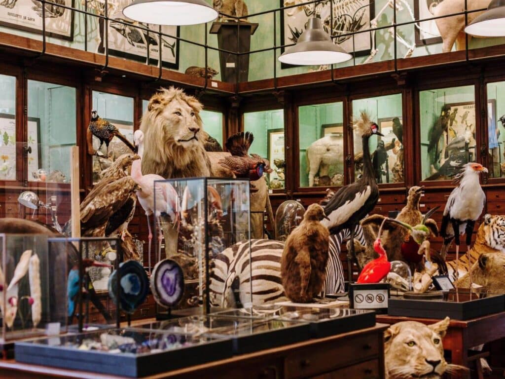 A taxidermy-filled curio shop with an eclectic collection.
