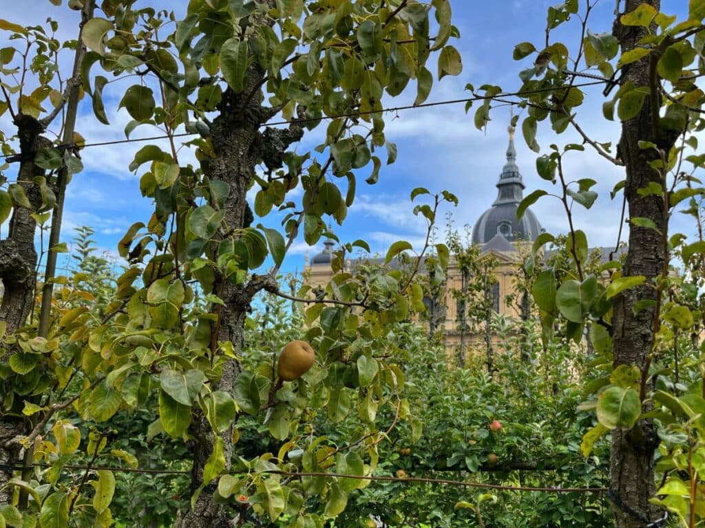A view of fig trees in a garden with lush greenery, with the iconic dome of a historical building in the background.