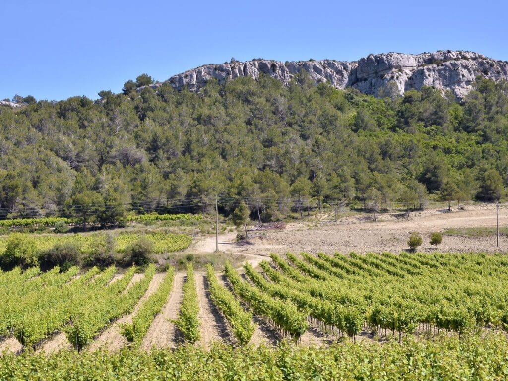 A scenic view of vineyards stretching across the countryside near Narbonne, France, with a backdrop of lush trees and rocky hills, showcasing the agricultural richness of the region.