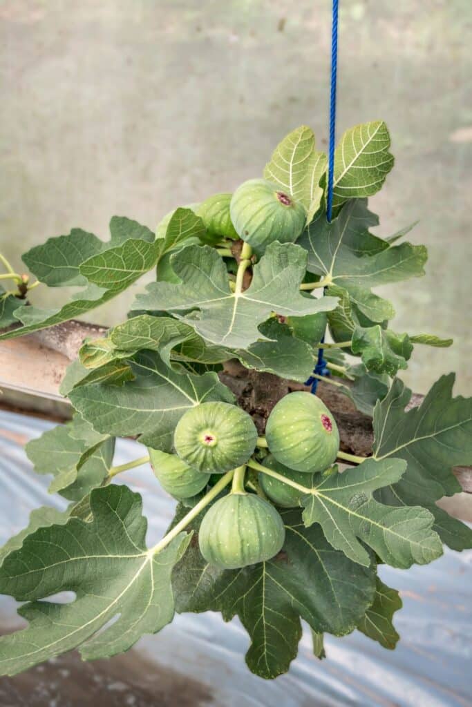 A cluster of green figs growing on a tree, surrounded by lush green leaves, with a background that suggests a greenhouse or an outdoor setting.
