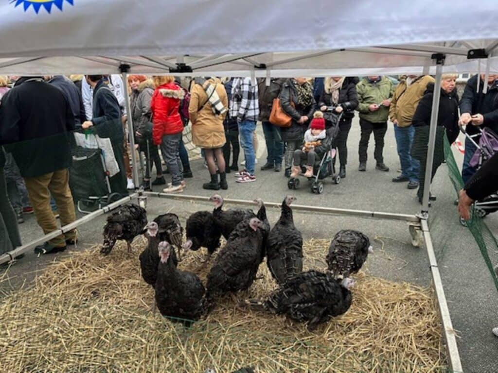 A small group of black turkeys is enclosed in a pen on a bed of straw under a white tent, with a crowd of people standing around watching.