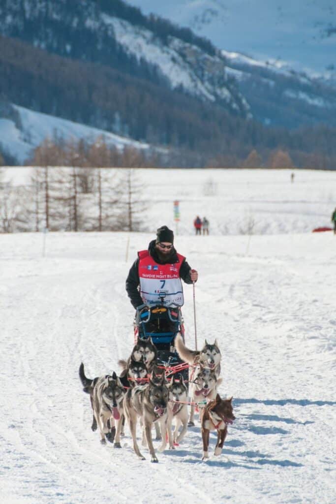A musher guiding a team of Siberian Huskies through snowy landscapes during The Grande Odyssée Savoie Mont Blanc, a prestigious dog sledding event held every January in France amidst stunning Alpine scenery.