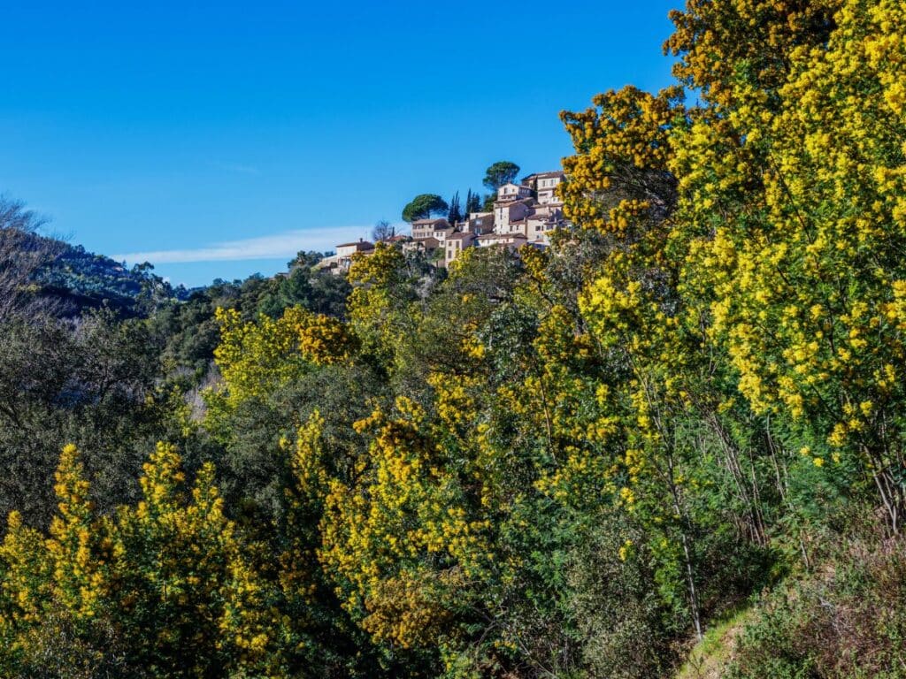 Hilltop view of Bormes-les-Mimosas in the South of France, with golden mimosa trees blooming across the landscape and stone houses peeking through lush greenery under a vivid blue sky.