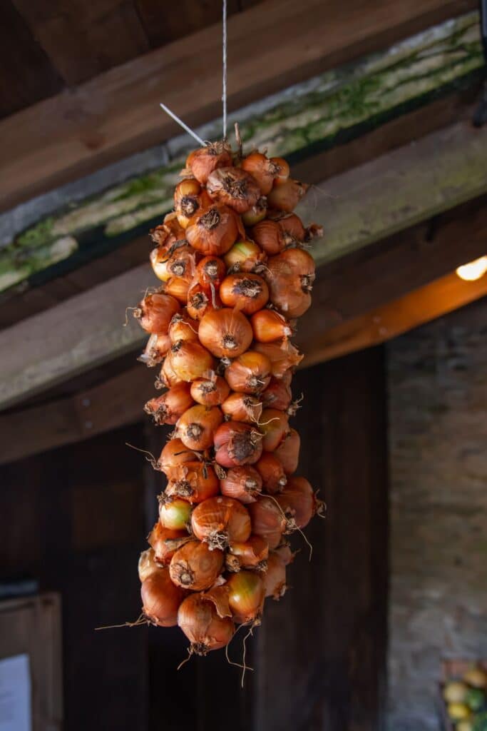 Close-up of a thick string of golden-brown onions hanging from the ceiling—classic and essential for making authentic French onion soup.