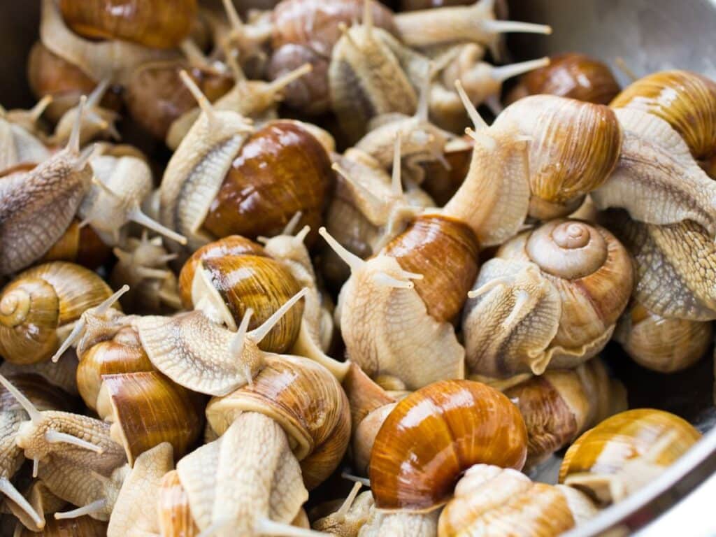 A close-up of live brown garden snails clustered together, showcasing the source ingredient for escargot dishes. Their natural state supports understanding the origin of the French delicacy and why the French eat snails.